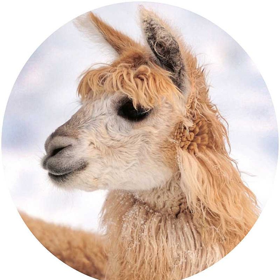 Idealsko Vote Alpaca Helvesko Best